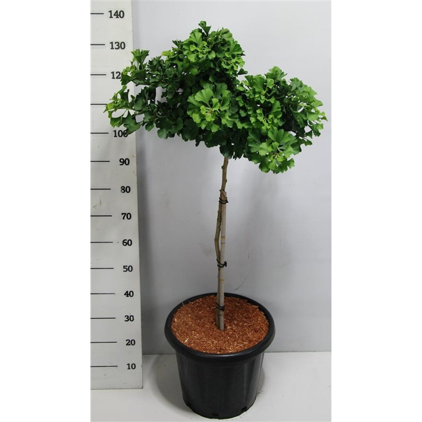 Ginkgo – Ginkgo biloba 'Mariken' - 75 CM Stem C25